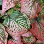Caladium 'Thai Beauty' – Pflanzenfoto