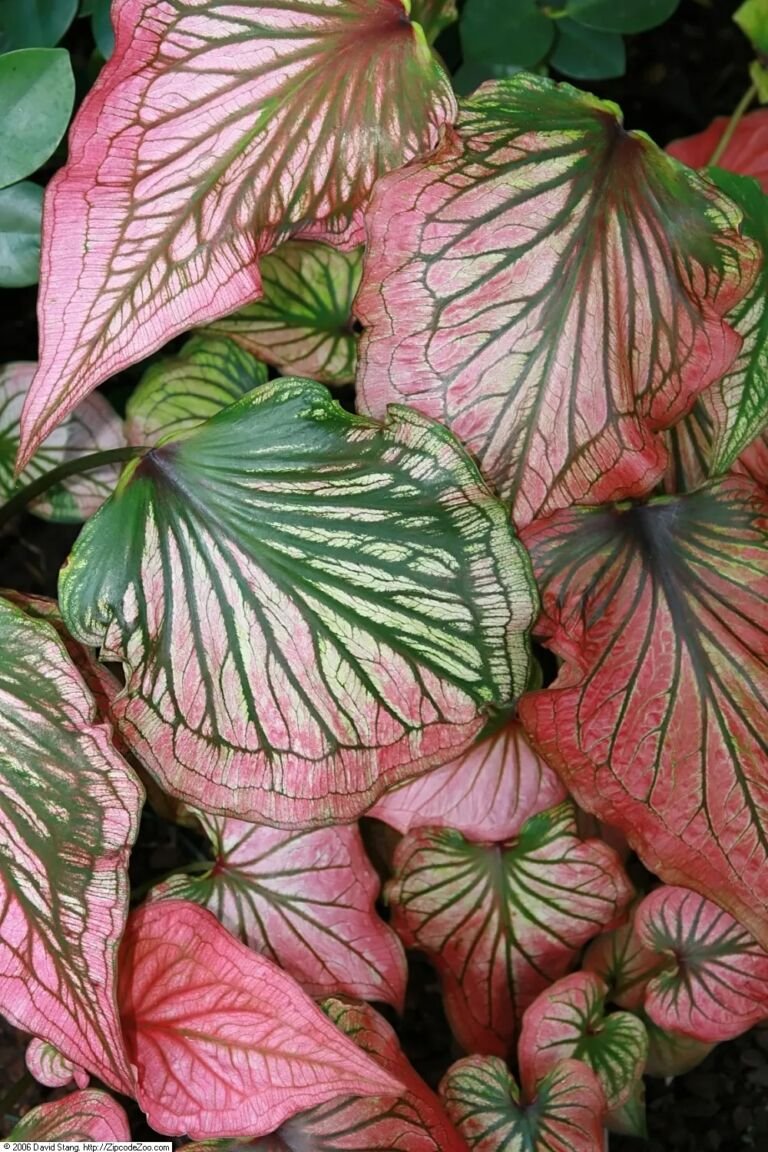 Caladium 'Thai Beauty'
