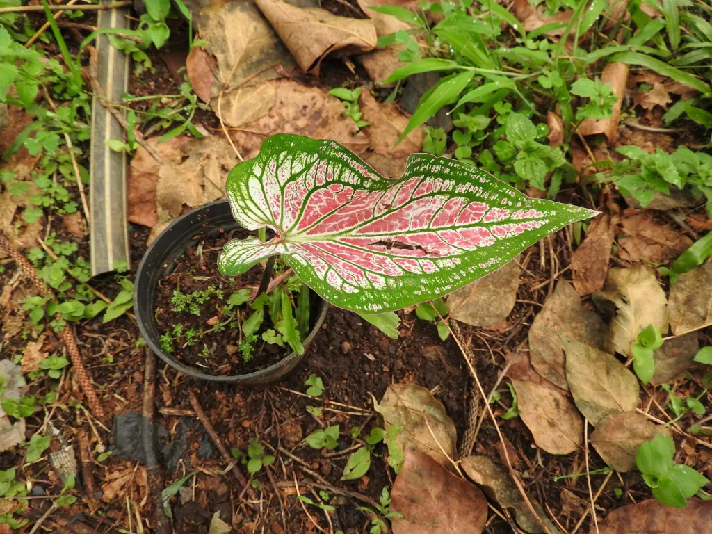Caladium 'Thai Beauty' – Blätter und Triebe, Pflanzenfoto