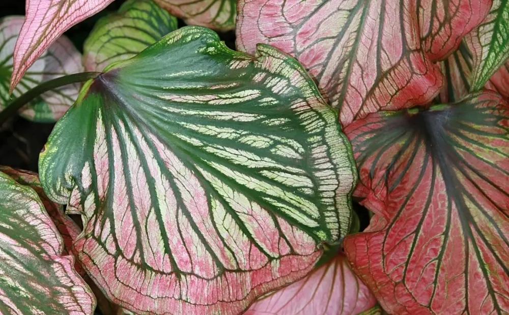 Caladium 'Thai Beauty' – plant photo