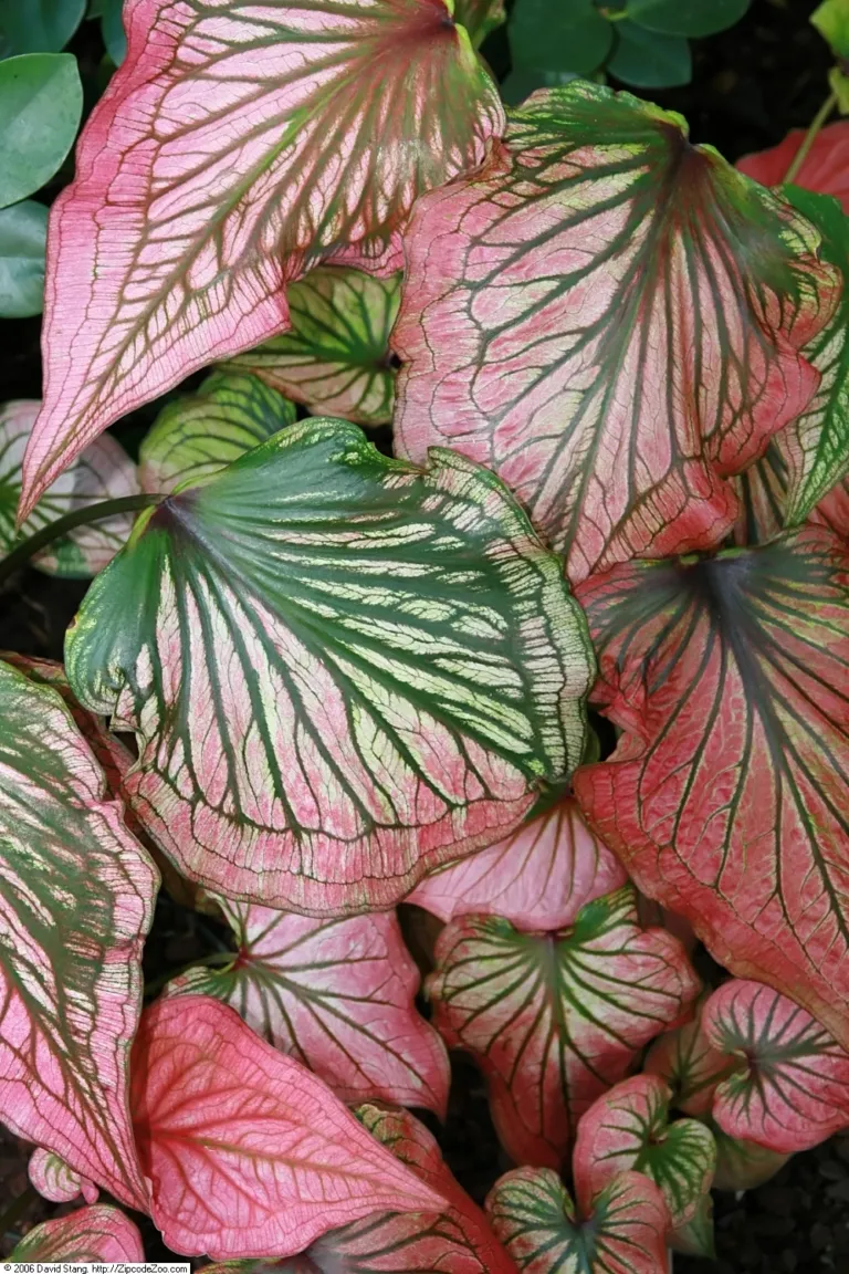 Caladium 'Thai Beauty'
