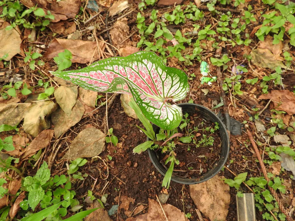 Caladium 'Thai Beauty' – Blätter und Triebe, Pflanzenfoto