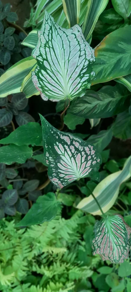 Caladium 'Thai Beauty' – Blätter und Triebe, Pflanzenfoto