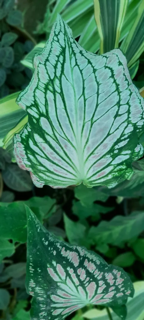 Caladium 'Thai Beauty' – Blätter und Triebe, Pflanzenfoto