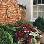 Caladium ‘White Christmas’ (Caladium 'White Christmas') – Pflanzenfoto