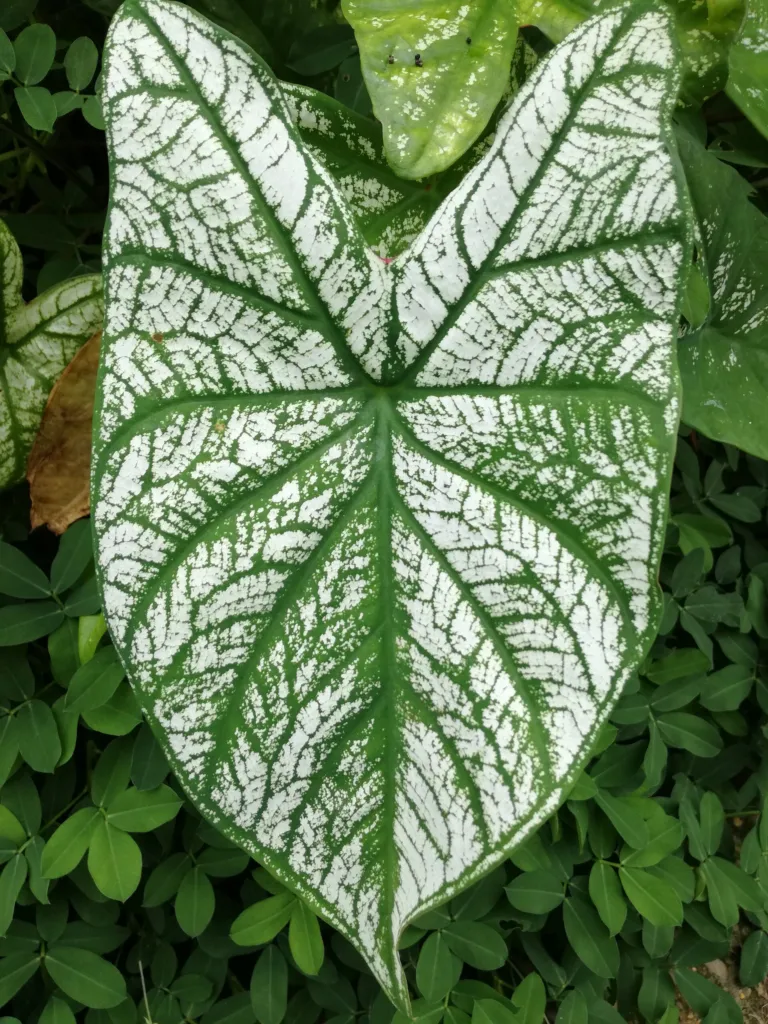 Caladium ‘White Christmas’ (Caladium 'White Christmas') – leaves and shoots, plant photo