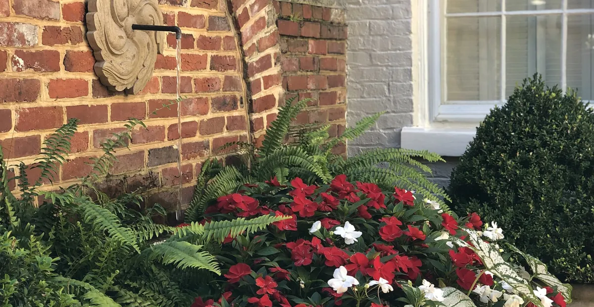 Caladium 'White Christmas' – plant photo