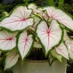 Caladium ‘White Queen’ (Caladium 'White Queen') – plant photo