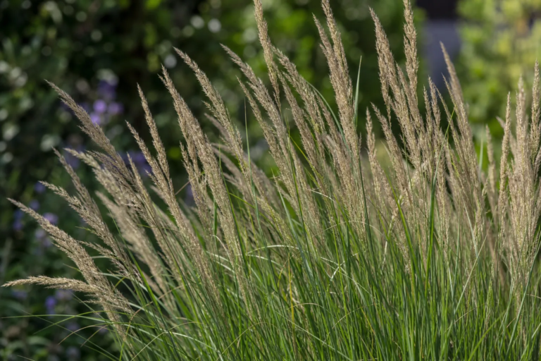 Calamagrostis acutiflora