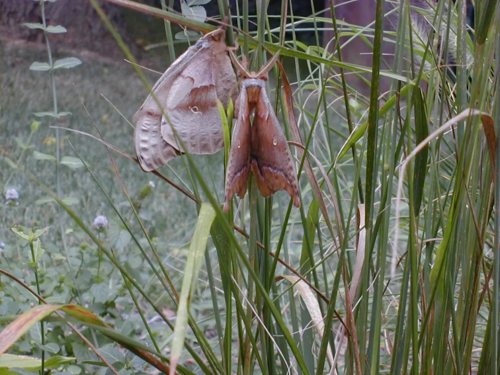 feather reed grass (Calamagrostis acutiflora) – characteristic appearance, plant photo