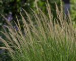 Calamagrostis acutiflora – pestovanie a starostlivosť