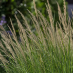 Calamagrostis acutiflora – pestovanie a starostlivosť (Calamagrostis acutiflora) – fotografia
