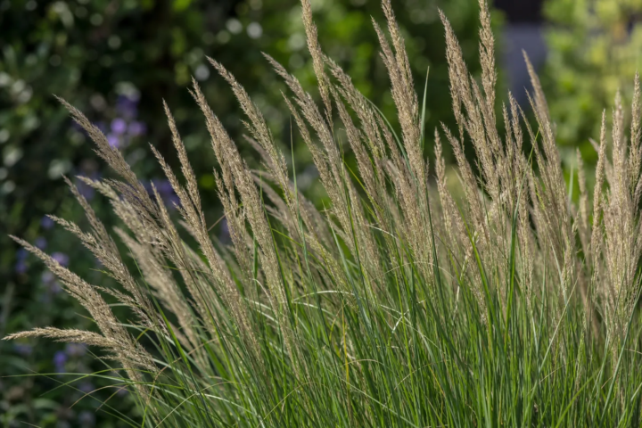 Calamagrostis acutiflora