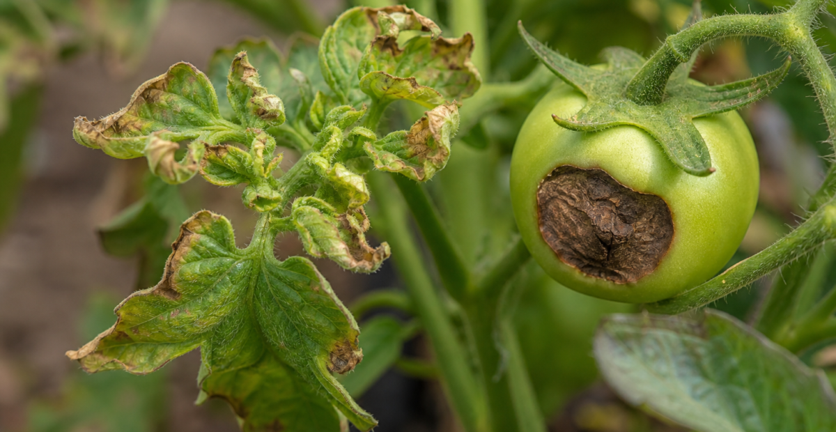 Calcium deficiency