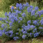 California lilac (Ceanothus × delileanus 'Gloire de Versailles') – plant photo
