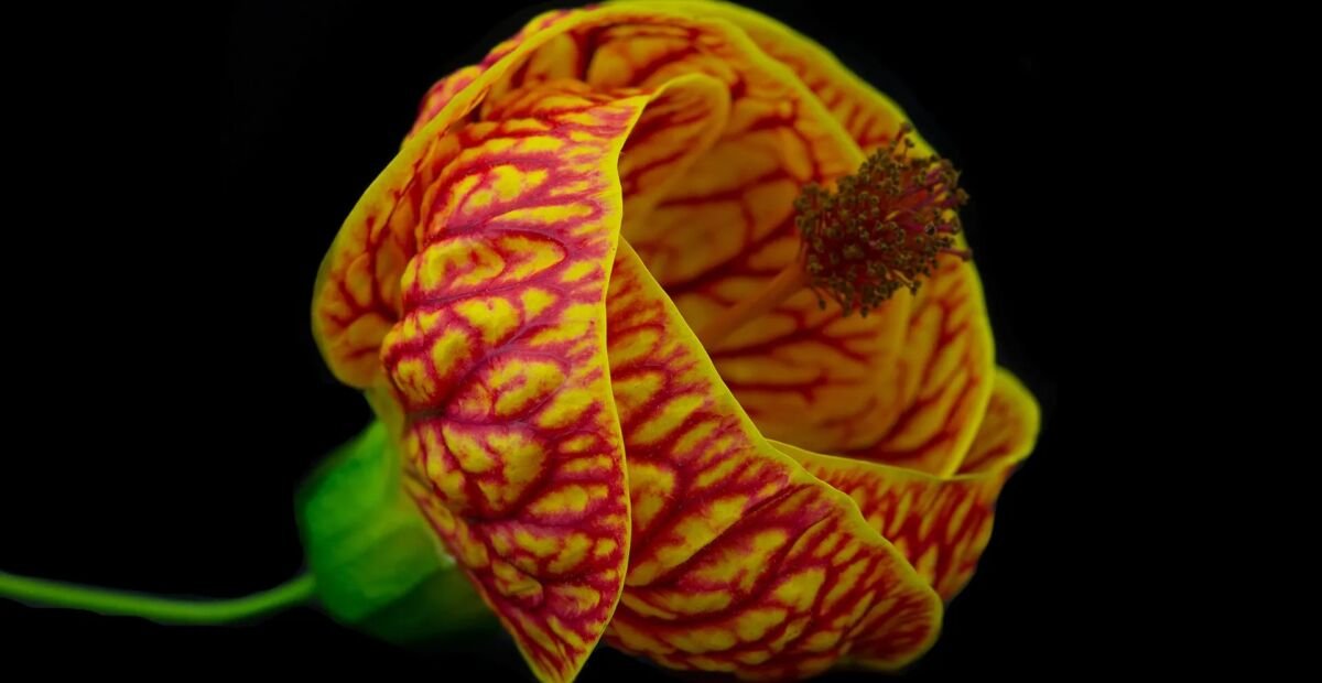 Callianthe darwinii – Pflanzenfoto