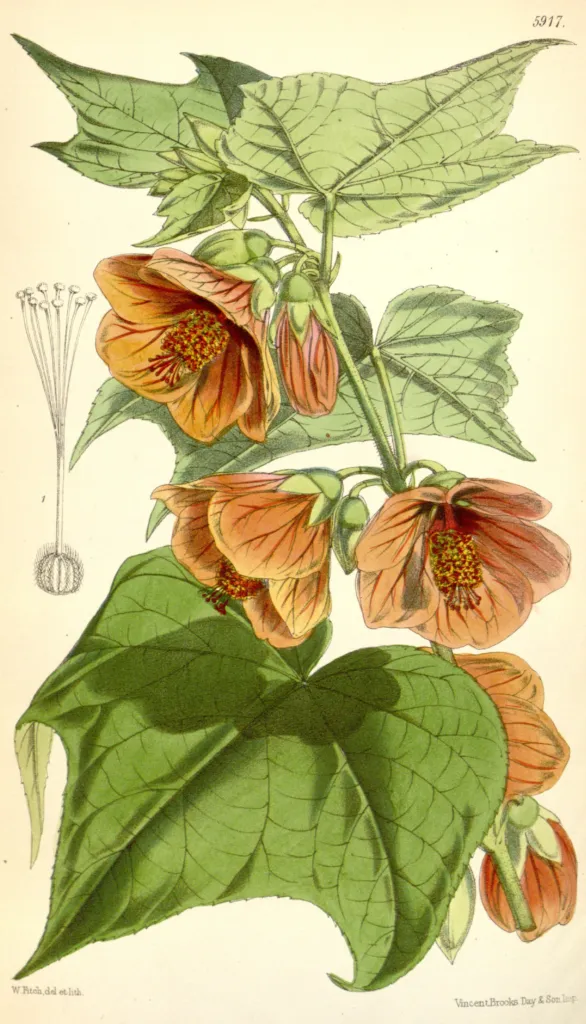 Callianthe darwinii – (Callianthe darwinii) – Samen und Früchte, Pflanzenfoto