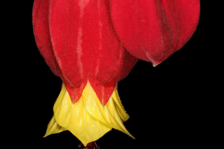 Callianthe megapotamica