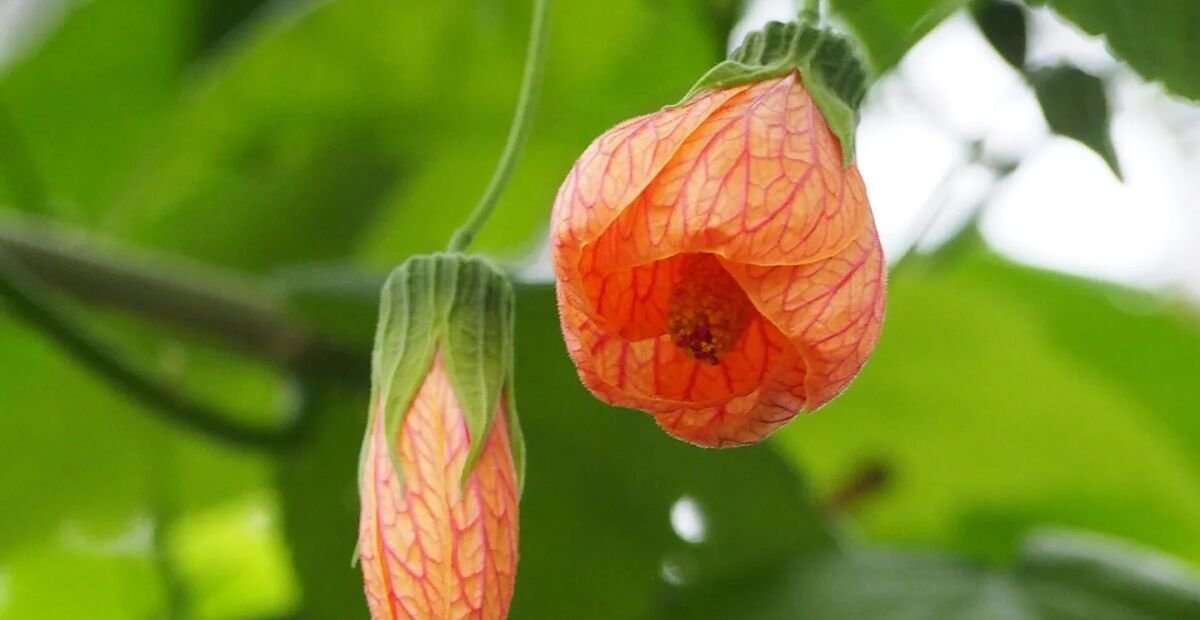 Callianthe picta – Pflanzenfoto