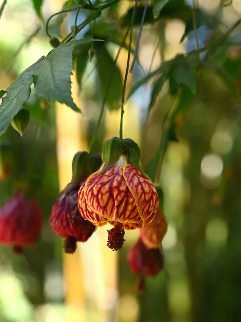 Callianthe picta – (Callianthe picta) – im Garten, Pflanzenfoto