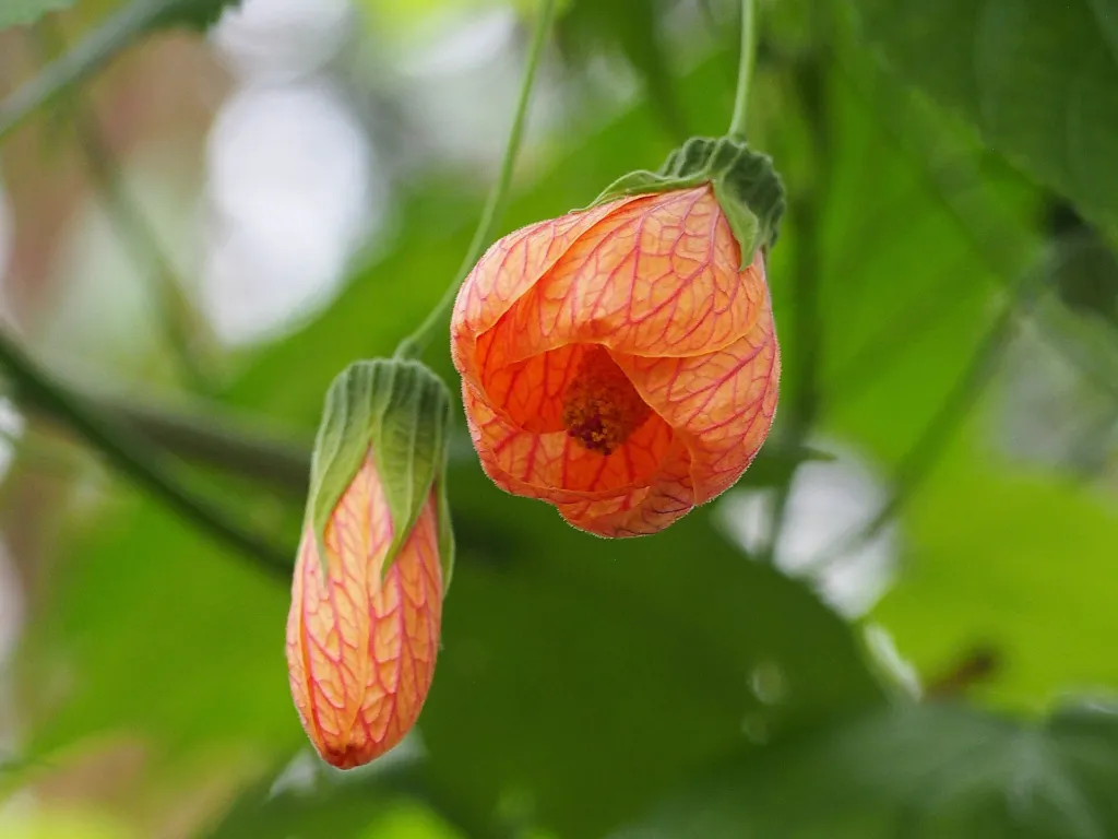 Callianthe picta – (Callianthe picta) – im Garten, Pflanzenfoto