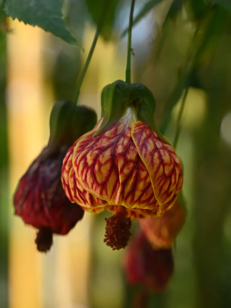 Callianthe picta – (Callianthe picta) – im Garten, Pflanzenfoto