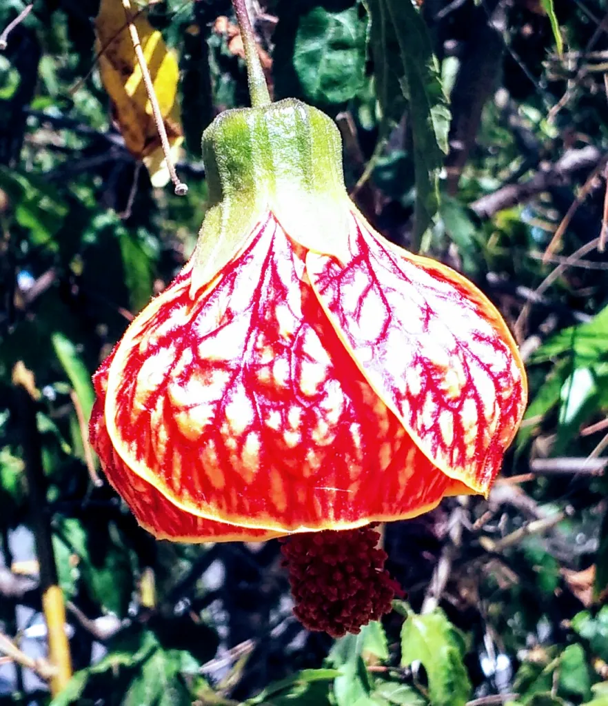 Callianthe picta – (Callianthe picta) – Blüten in Nahaufnahme, Pflanzenfoto