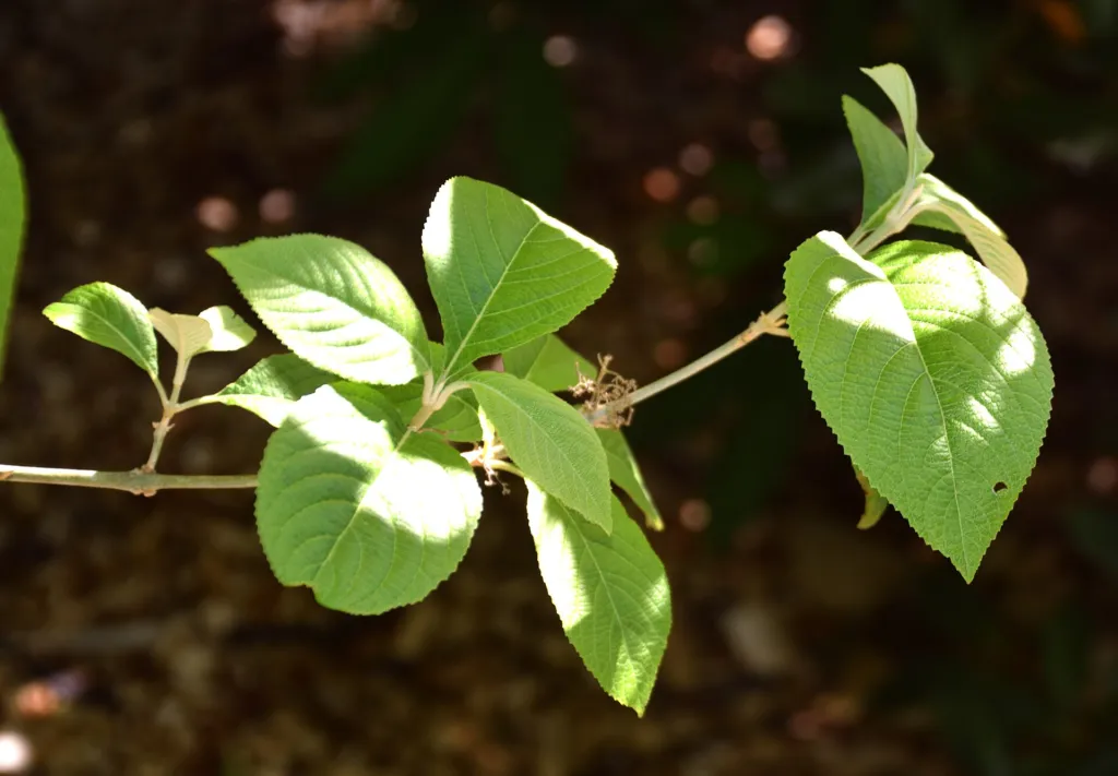 Bodinier's Beautyberry (Callicarpa bodinieri) – in a garden setting, plant photo