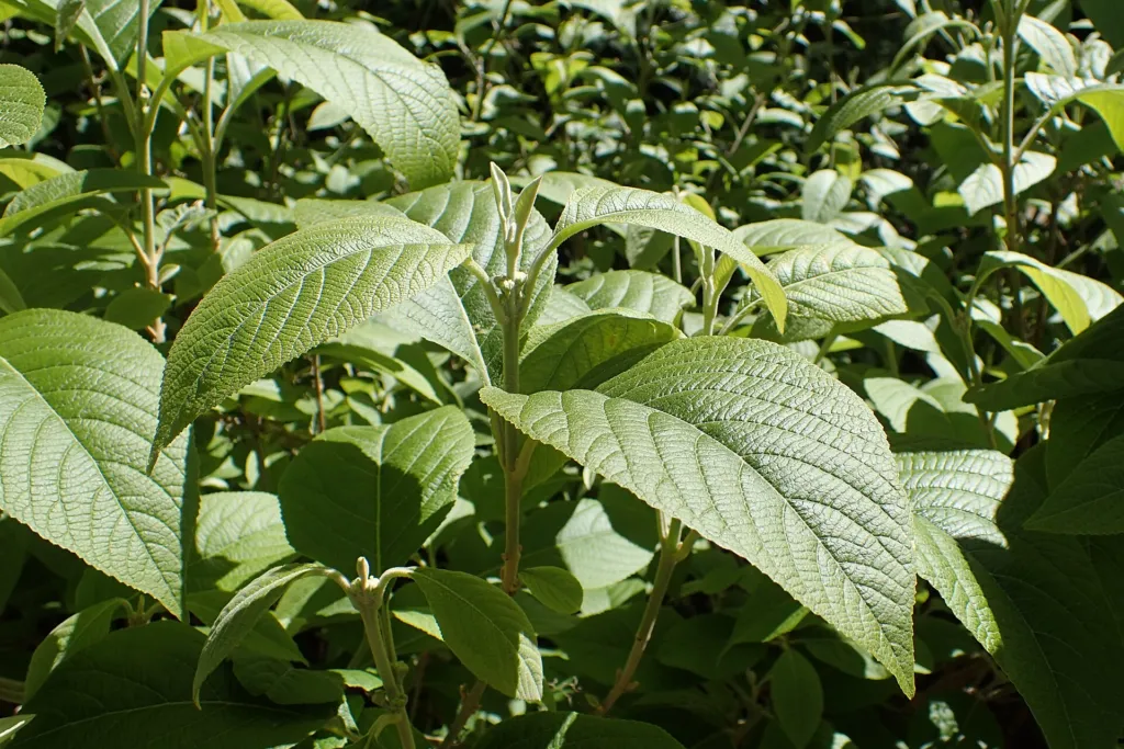 Bodinier's Beautyberry (Callicarpa bodinieri) – in a garden setting, plant photo