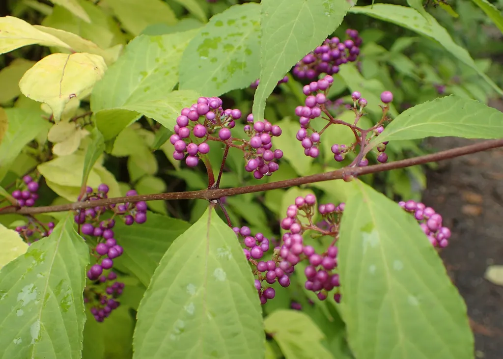 Bodinier's Beautyberry (Callicarpa bodinieri) – in a garden setting, plant photo