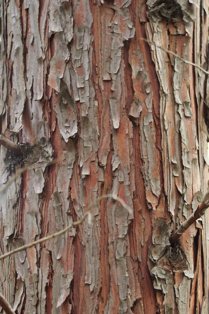 Weihrauchzeder (Calocedrus decurrens) – Rinde und Triebe, Pflanzenfoto