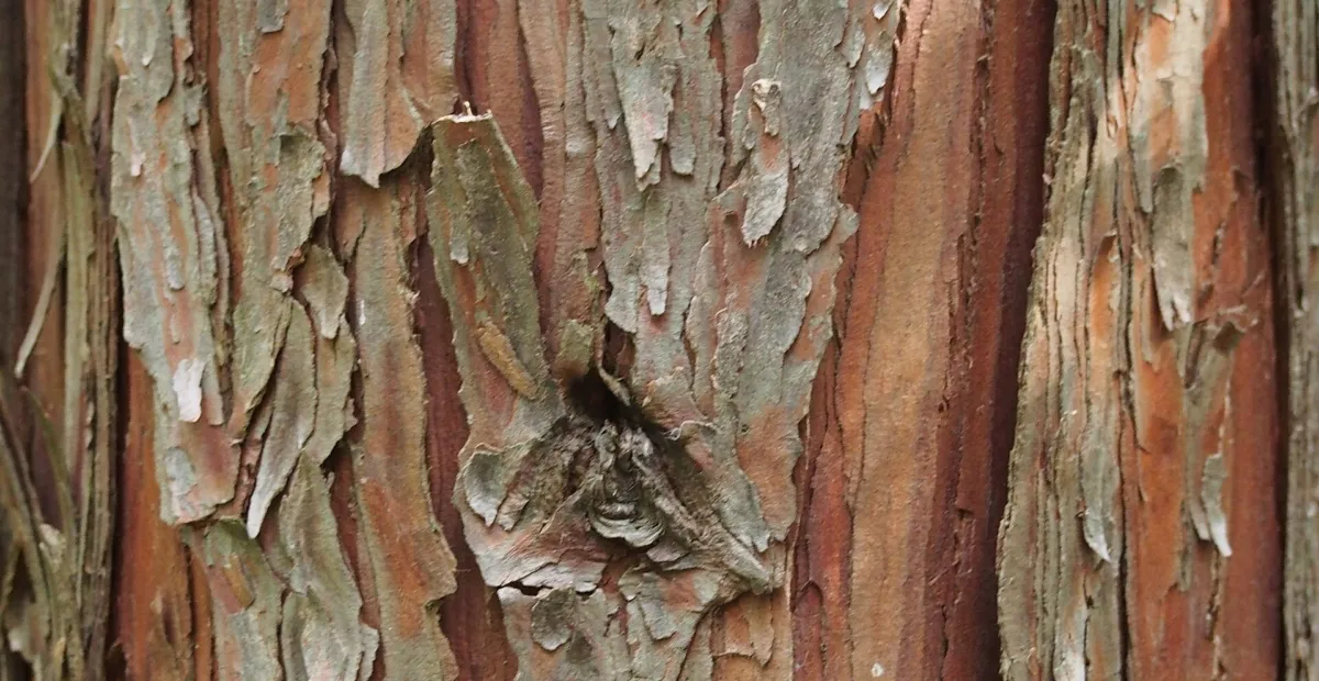 Incense Cedar (Calocedrus decurrens) – plant photo