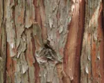 Incense Cedar (Calocedrus decurrens) care guide