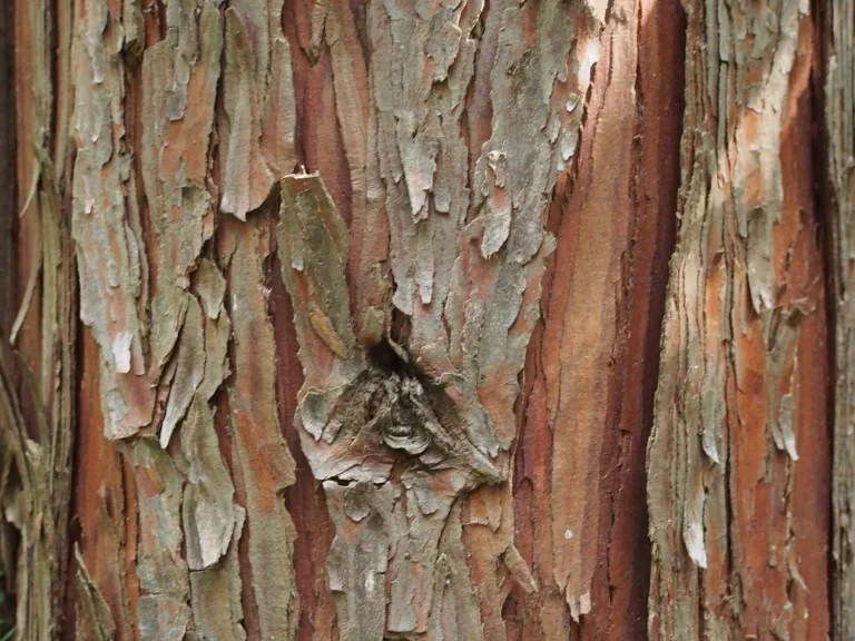 Calocedrus decurrens