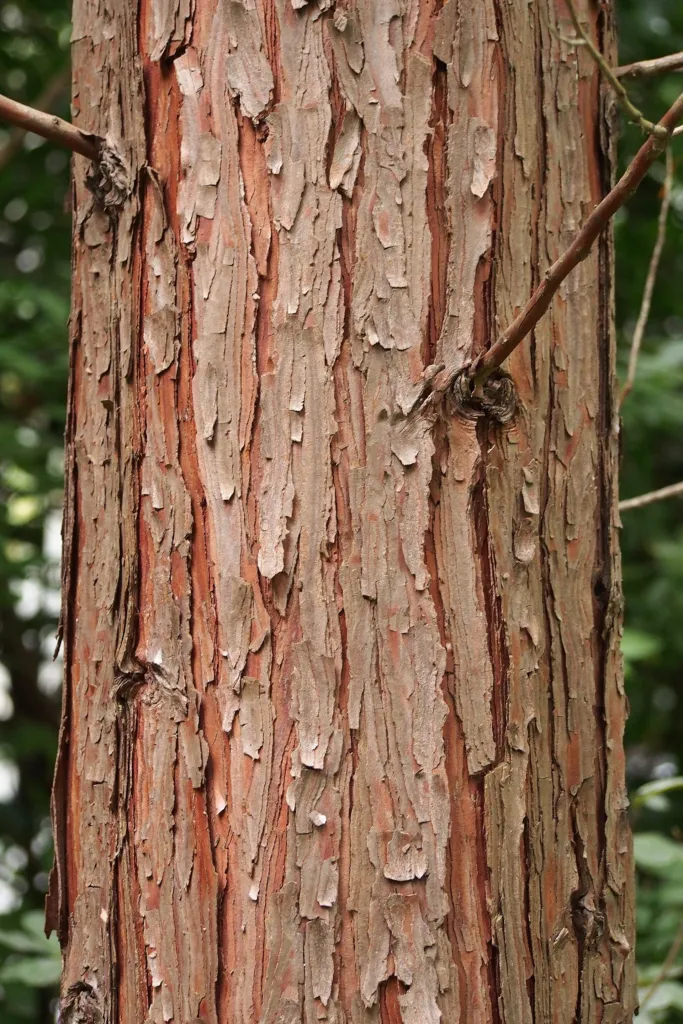 Weihrauchzeder (Calocedrus decurrens) – Rinde und Triebe, Pflanzenfoto