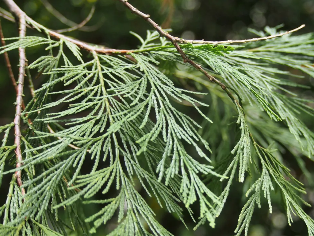 Weihrauchzeder (Calocedrus decurrens) – im Garten, Pflanzenfoto