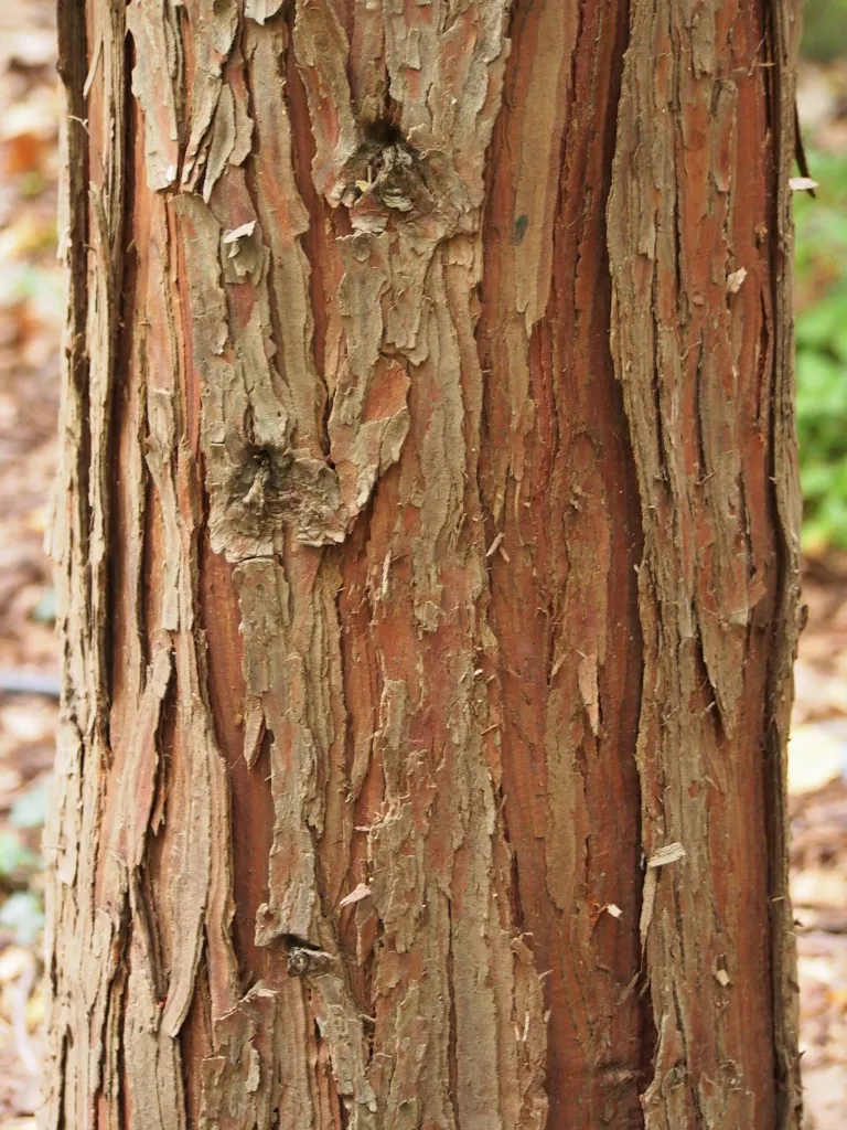Weihrauchzeder (Calocedrus decurrens) – Rinde und Triebe, Pflanzenfoto