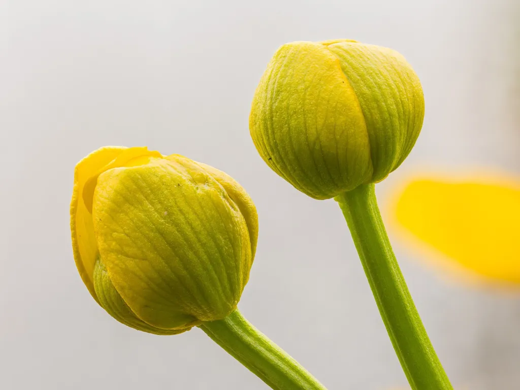 Cowflock (Caltha palustris) – flowers in close-up, plant photo