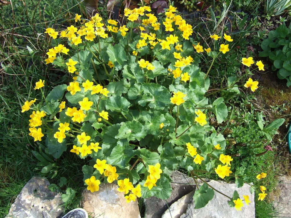 Cowflock (Caltha palustris) – leaves and shoots, plant photo