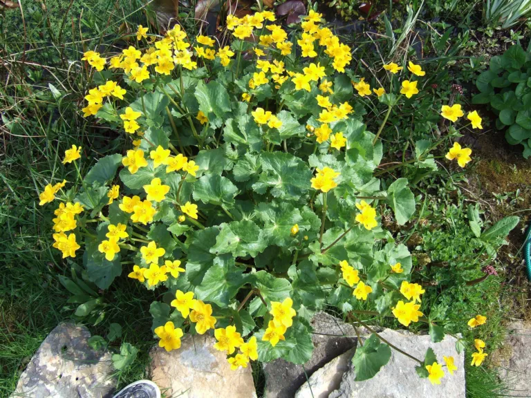 Cowflock (Caltha palustris) – leaves and shoots, plant photo