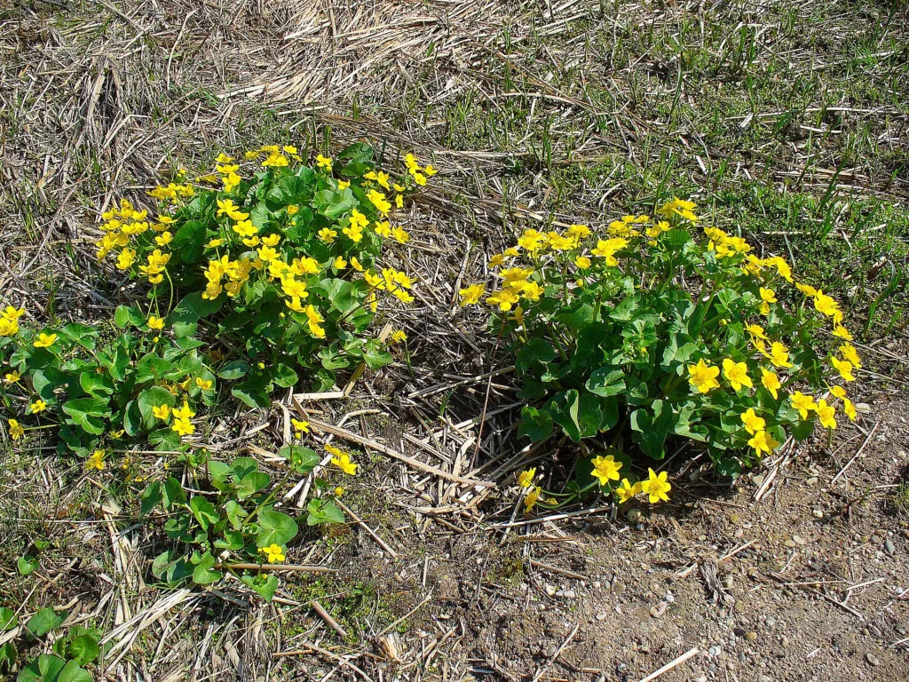 Cowflock (Caltha palustris) – characteristic appearance, plant photo