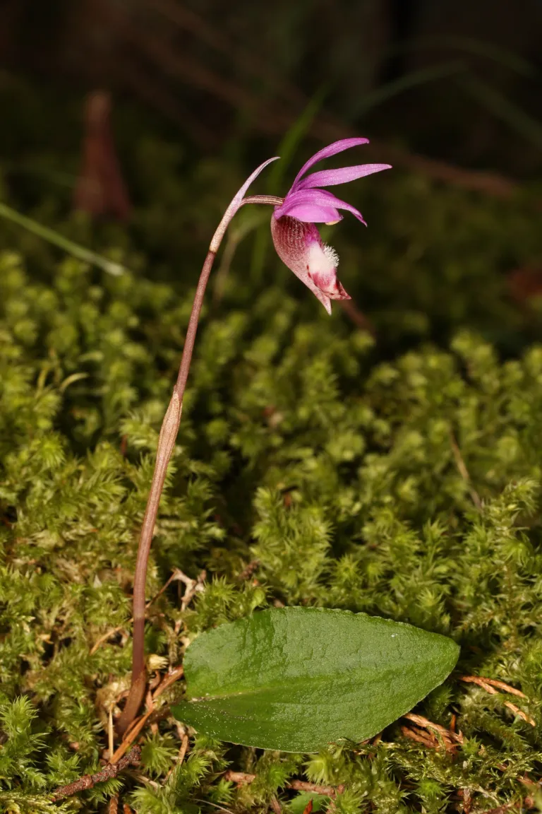 Fairy-slipper Orchid (Calypso bulbosa) – characteristic appearance, plant photo