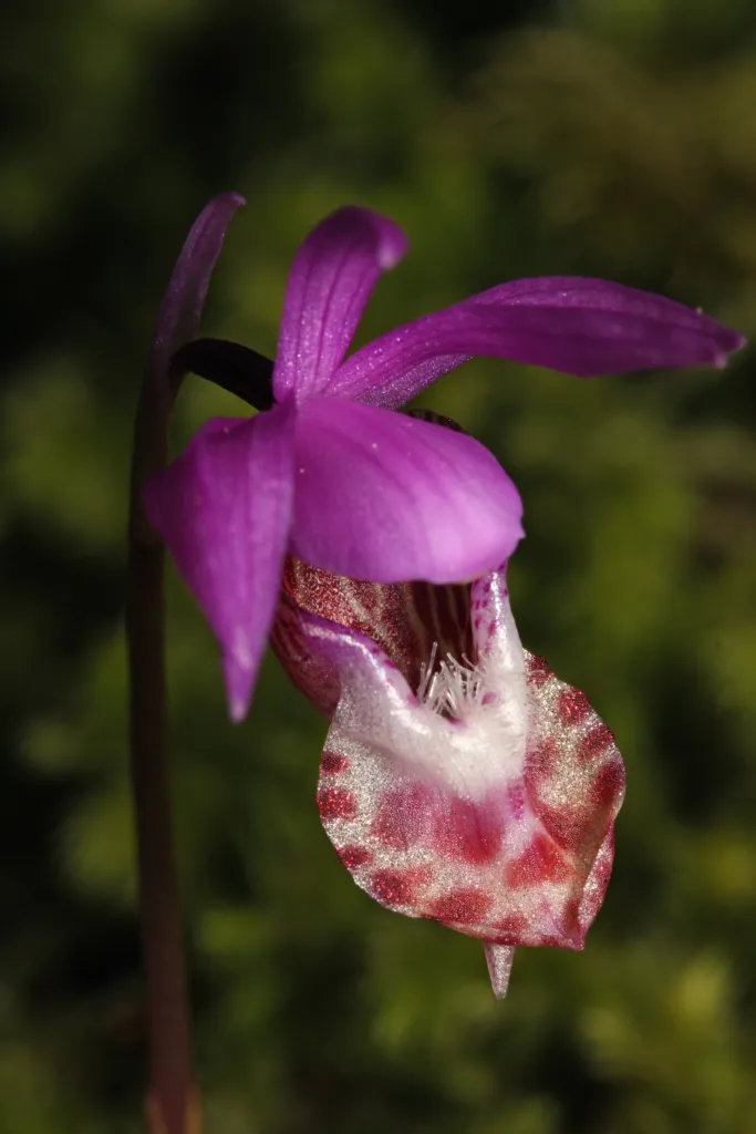Norne (Calypso bulbosa) – typisches Erscheinungsbild, Pflanzenfoto