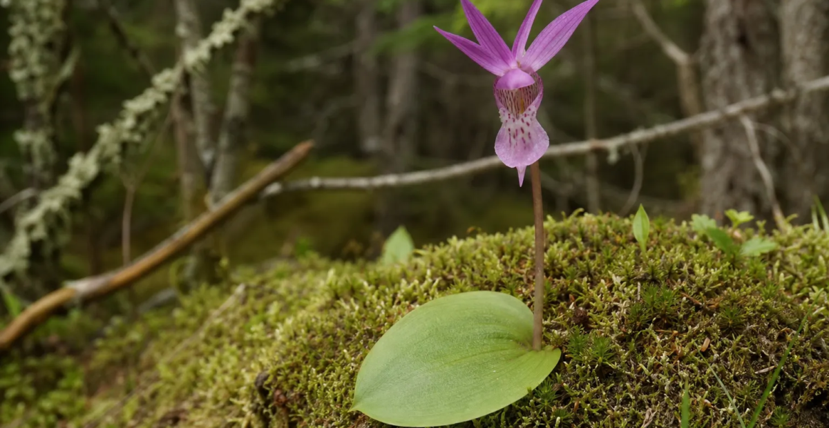 Calypso bulbosa – fotografia rastliny