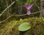 Calypso bulbosa – pestovanie a starostlivosť