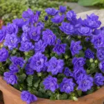 Campanula ‘Blue Wonder’ (Campanula 'Blue Wonder') – plant photo