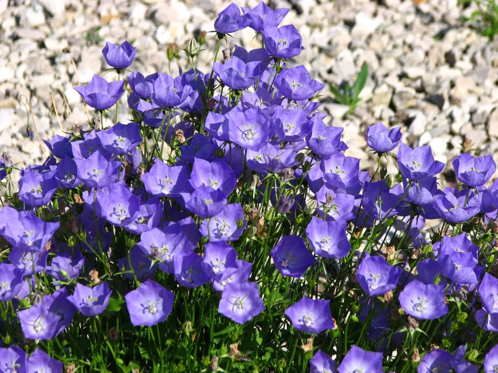 Karpaten-Glockenblume (Campanula carpatica) – im Garten, Pflanzenfoto