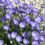 tussock bellflower (Campanula carpatica) – plant photo