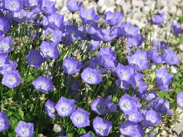 Campanula carpatica