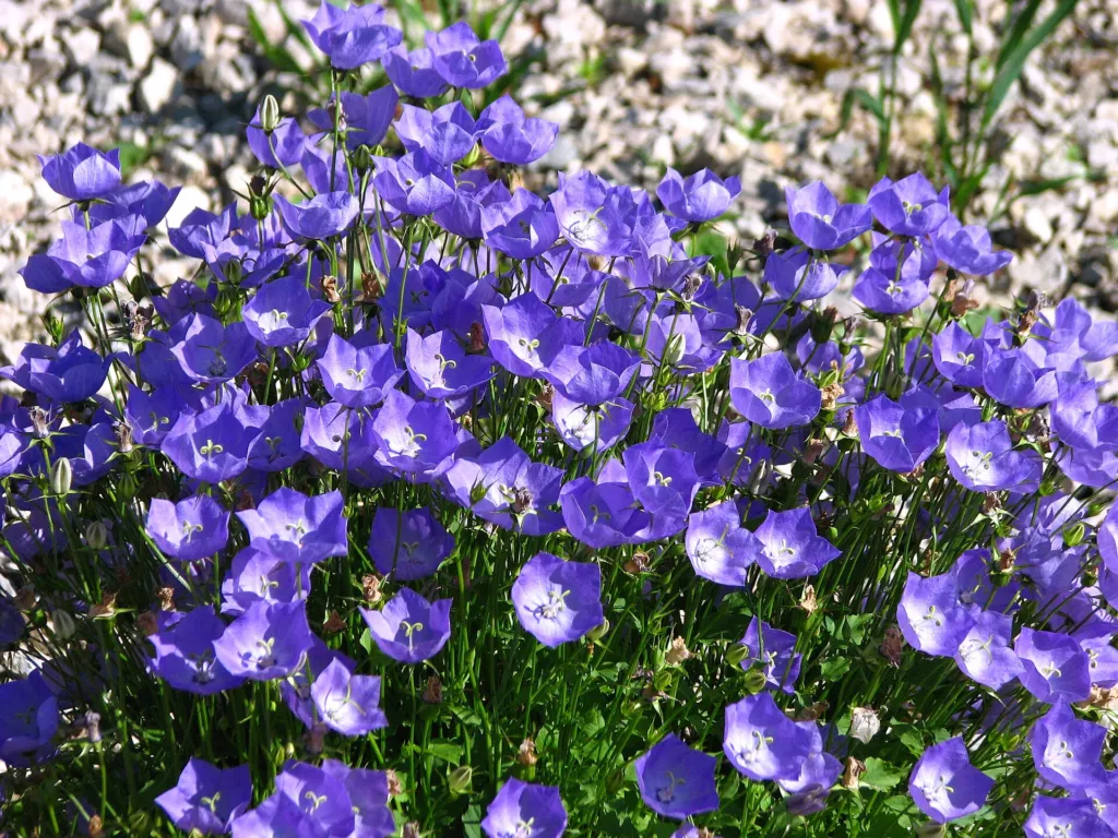Karpaten-Glockenblume (Campanula carpatica) – im Garten, Pflanzenfoto